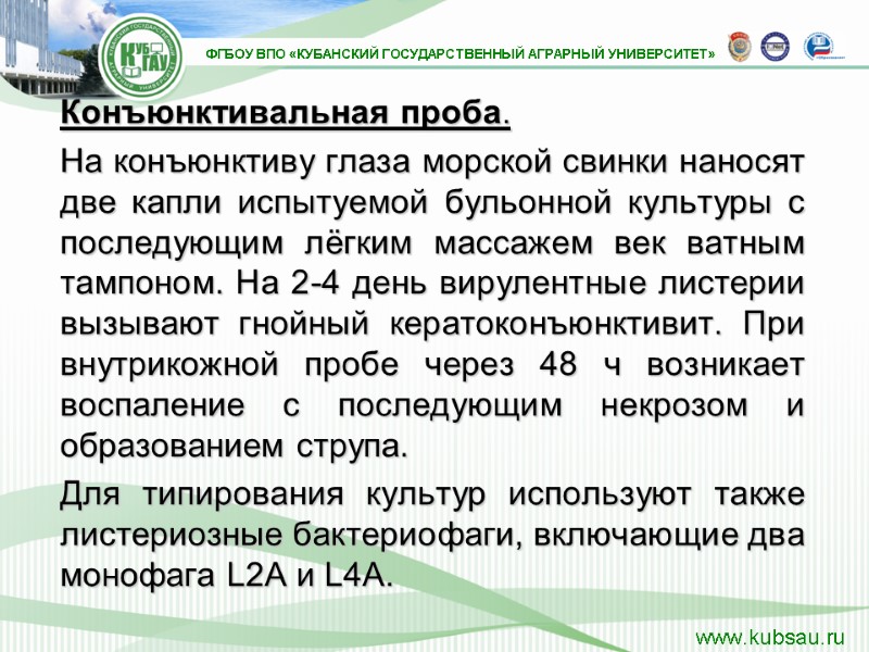 Конъюнктивальная проба.  На конъюнктиву глаза морской свинки наносят две капли испытуемой бульонной культуры